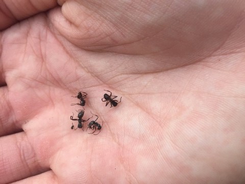 ants in nephews hand