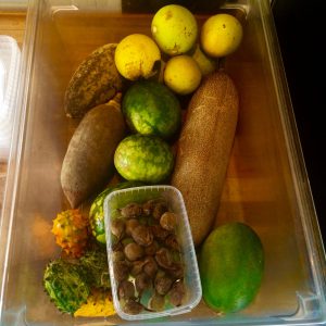 Fruits we foraged in Zimbabwe