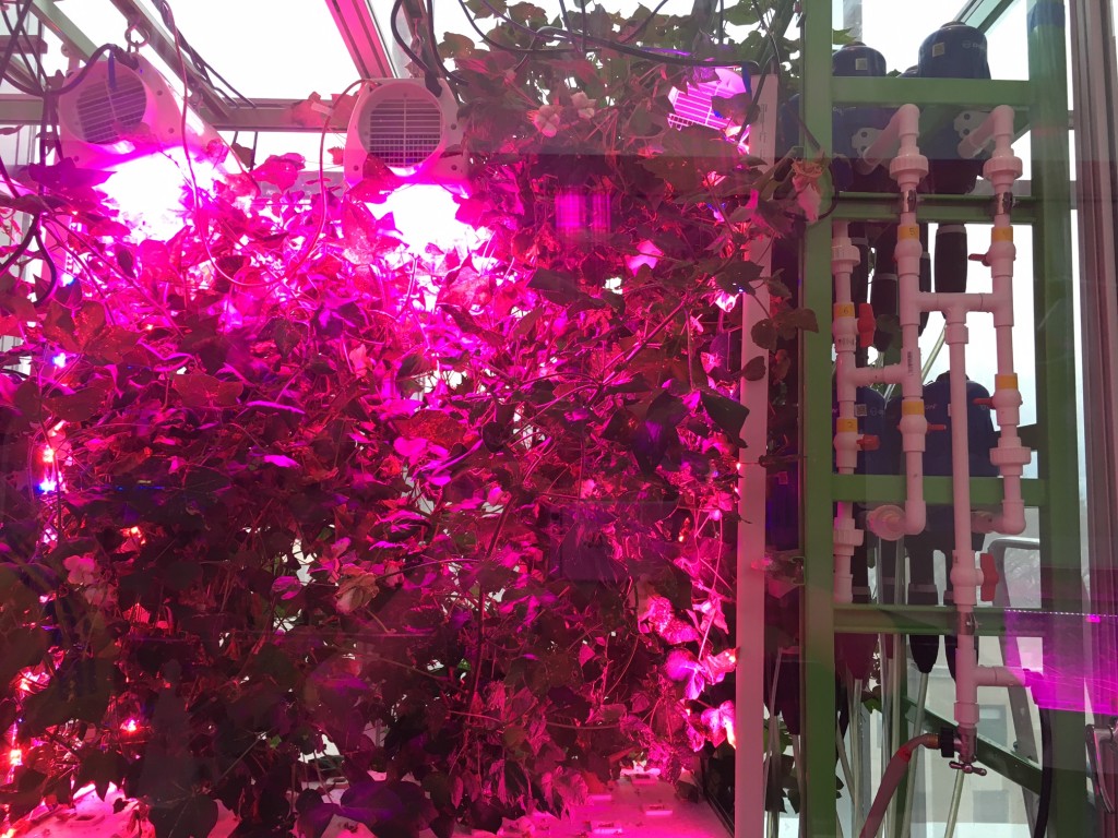 aeroponic cotton plants at MIT